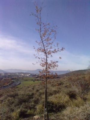 UN A&Ntilde;O SIN CARMELO